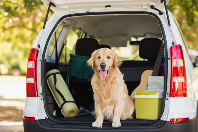 Regras para transportar os pets em carros