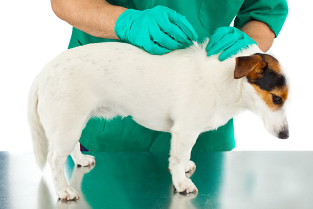 Para seu pet ficar livre das pulgas