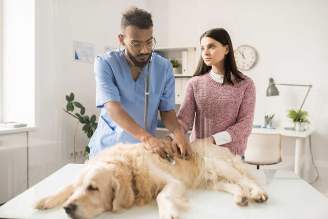 100 perguntas para fazer na hora da consulta do pet