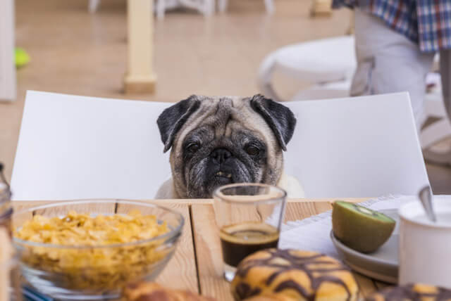 Cuidado com o alimento que você dá para o seu pet