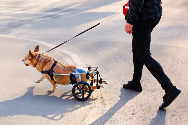 Dicas para cuidar de pets com deficiência física