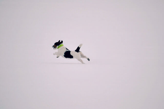 O que leva o pet a ser fujão?