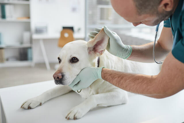 Saiba como proteger os ouvidos dos pets