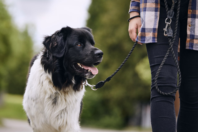 Cuidados e benefícios do passeio para os pets