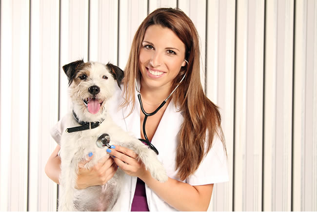 Pets com o coração saudável