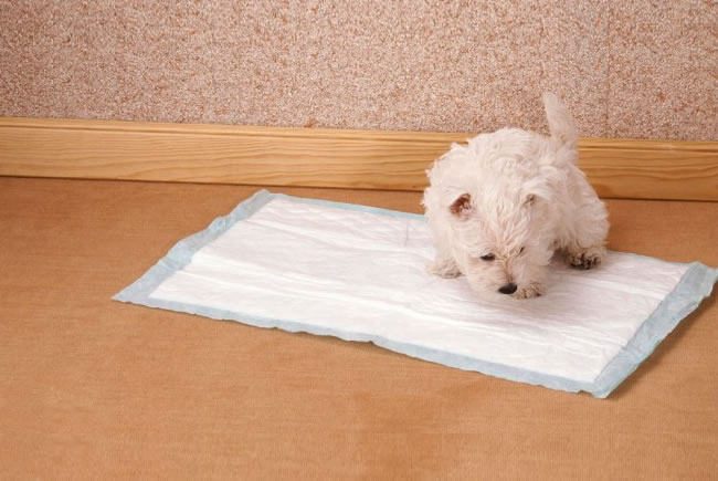 Pets sob medida para pequenos apartamentos