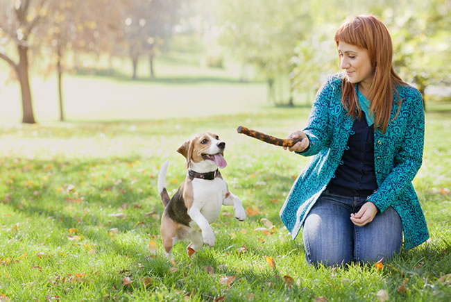 A rotina com o passeio dos pets