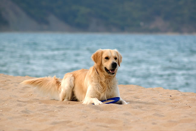 Praia, um passeio de verão para os pets
