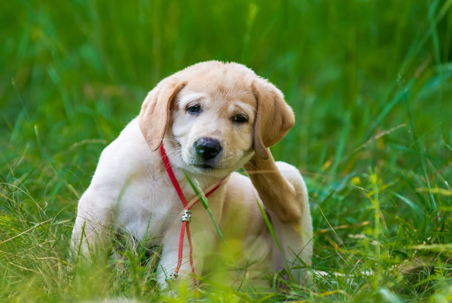 Previna seu pet contra as pulgas