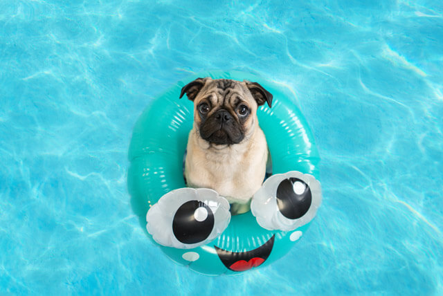 Pug: um cão dócil e amigo