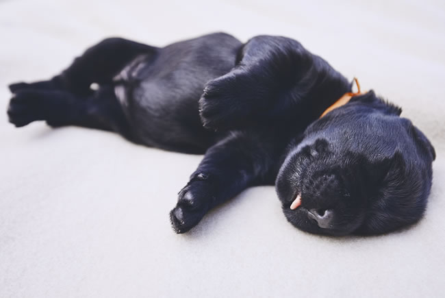 Quantas horas um cão dorme por dia?