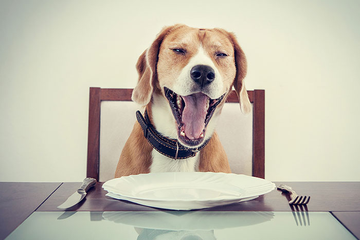 Petiscos para pets: usar com parcimônia