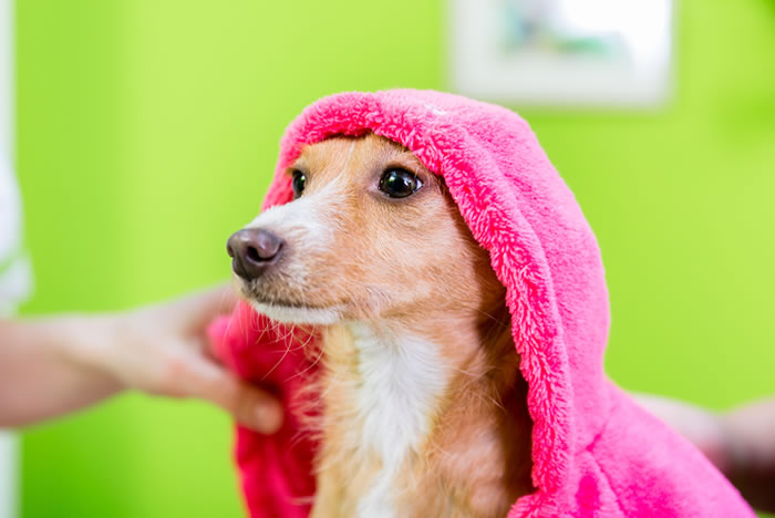 Banho seco para deixar seu pet limpo no outono