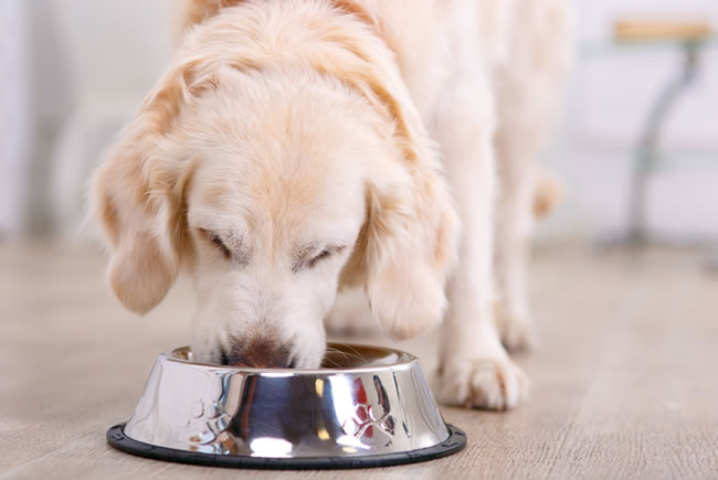 Remédio no formato de biscoitos para pet