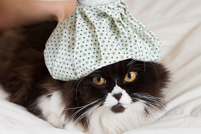 Rinotraqueíte: um mal para os felinos