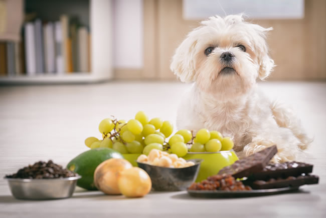 Riscos da comida humana para os pets