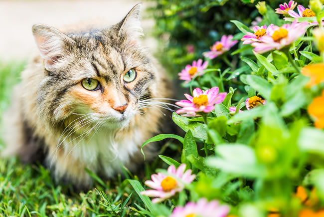 Riscos das plantas para os pets