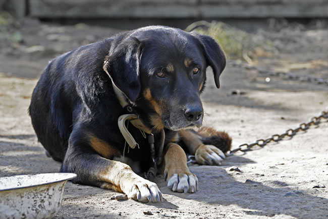 Depressão: problema também afeta pets