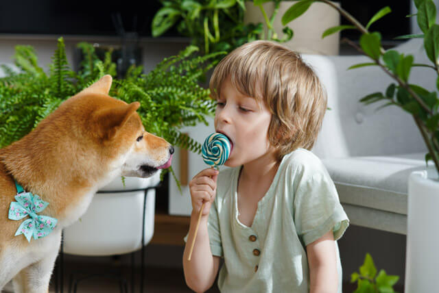 Os riscos dos doces na dieta dos pets