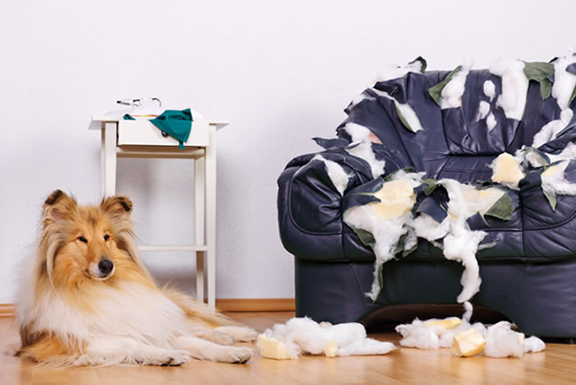 Rotina de se ter pets em casa