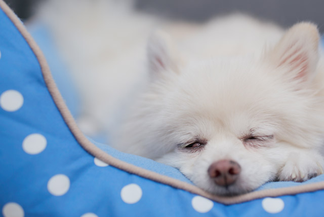 Saiba como escolher a cama para o seu pet