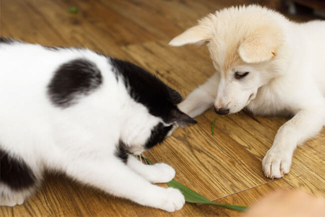 Saiba como proteger seu pet de todos os males
