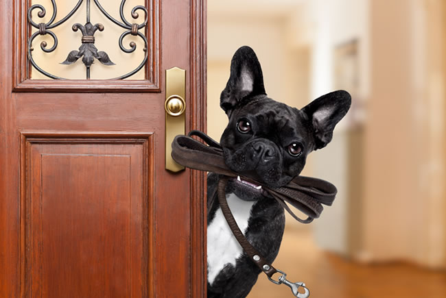 Saída para um convívio melhor com o cão