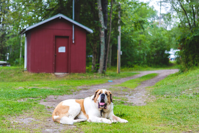 São Bernardo, um cão bom de guarda e de companhia