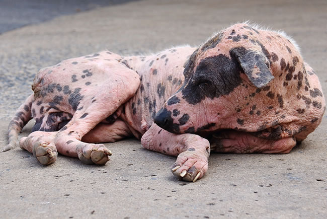 Sarna, uma ameaça para cães e gatos