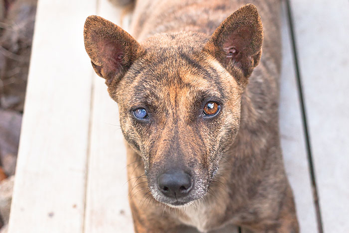 Cuidados para que o pet tenha uma velhice tranquila