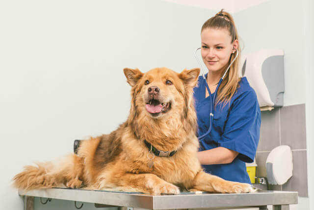 Setembro Vermelho: de olho no coração dos pets