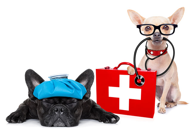 Seu orçamento está preparado para enfrentar urgências com o pet?