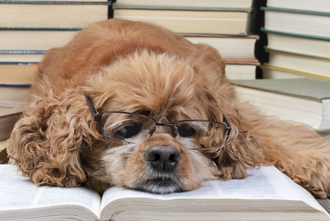 Sinal da idade nos cães