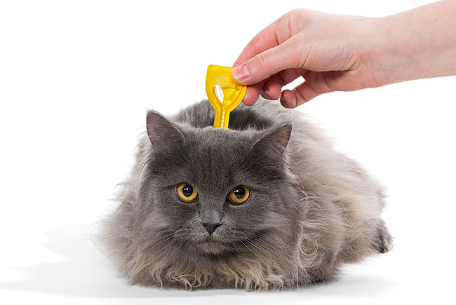 Sinal de alerta no Verão contra pulgas e carrapatos