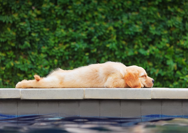 Temperaturas altas, cuidados redobrados com os pets