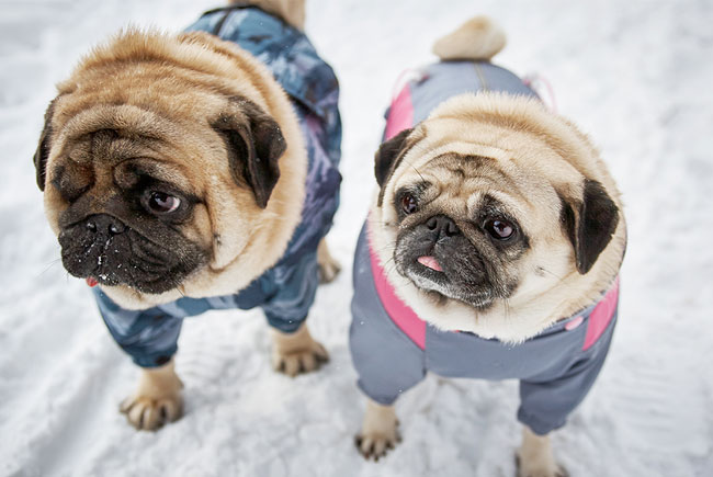 Temperaturas baixas, riscos para a saúde dos pets