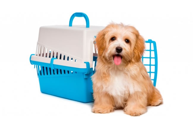 Tempo frio, banho seco nos pets