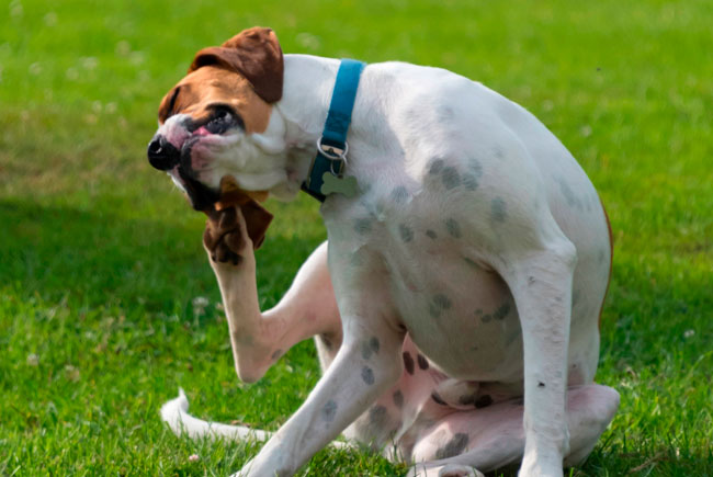 Todo cuidado é pouco contra os inimigos dos pets