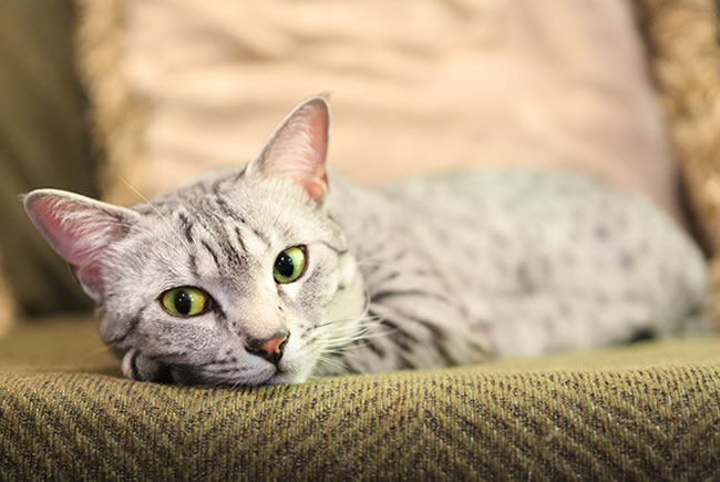 Uma boa vida com os gatos