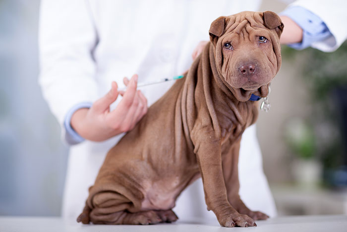 Vacinação é o primeiro passo para o bem-estar do seu pet
