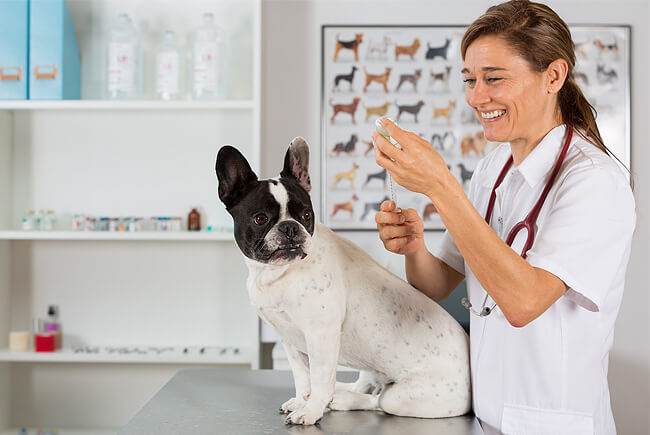 Vacinação dos pets sempre em dia