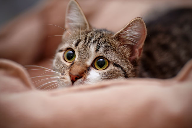 Veja como identificar sinais de stress em gatos