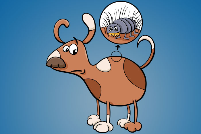 Remédio caseiro contra pulgas