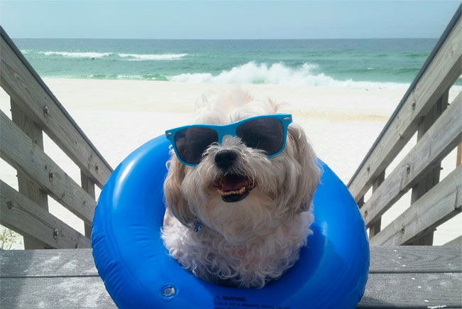 Veja dicas para cuidar do seu pet nas férias de Verão