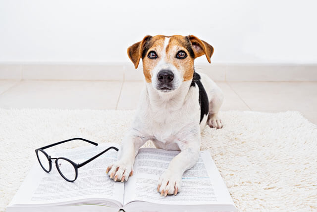 Veja nove curiosidades sobre os cachorros