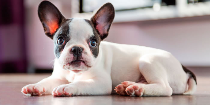 Veja os custos médios para manutenção dos pets