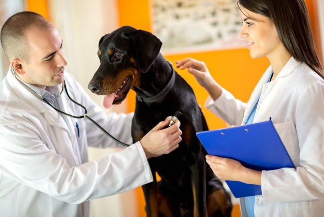 Saúde do pet: riscos à vista