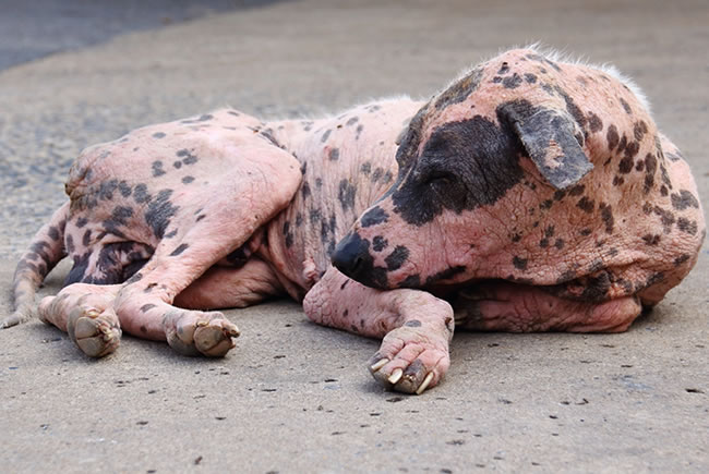 Verão aumenta incidência de dermatite em animais