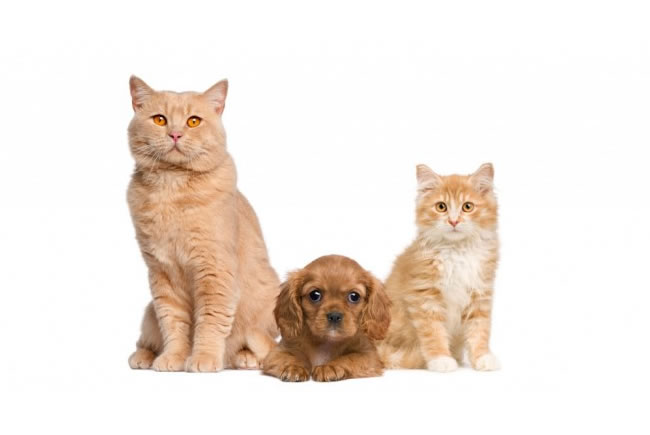 Castração de cães e gatos sem mitos