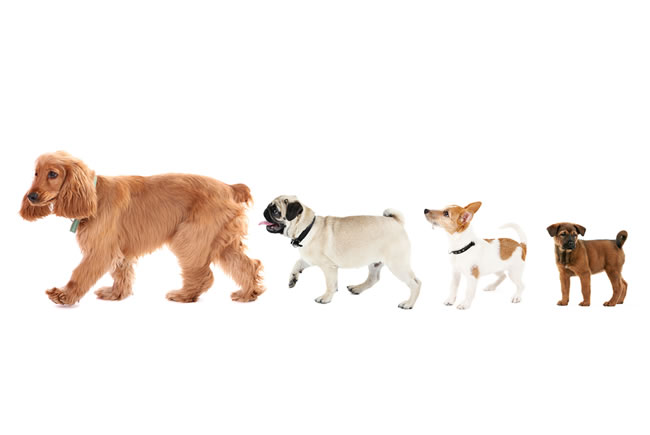 Vira-Lata ou cão de raça, quem resiste mais às doenças?